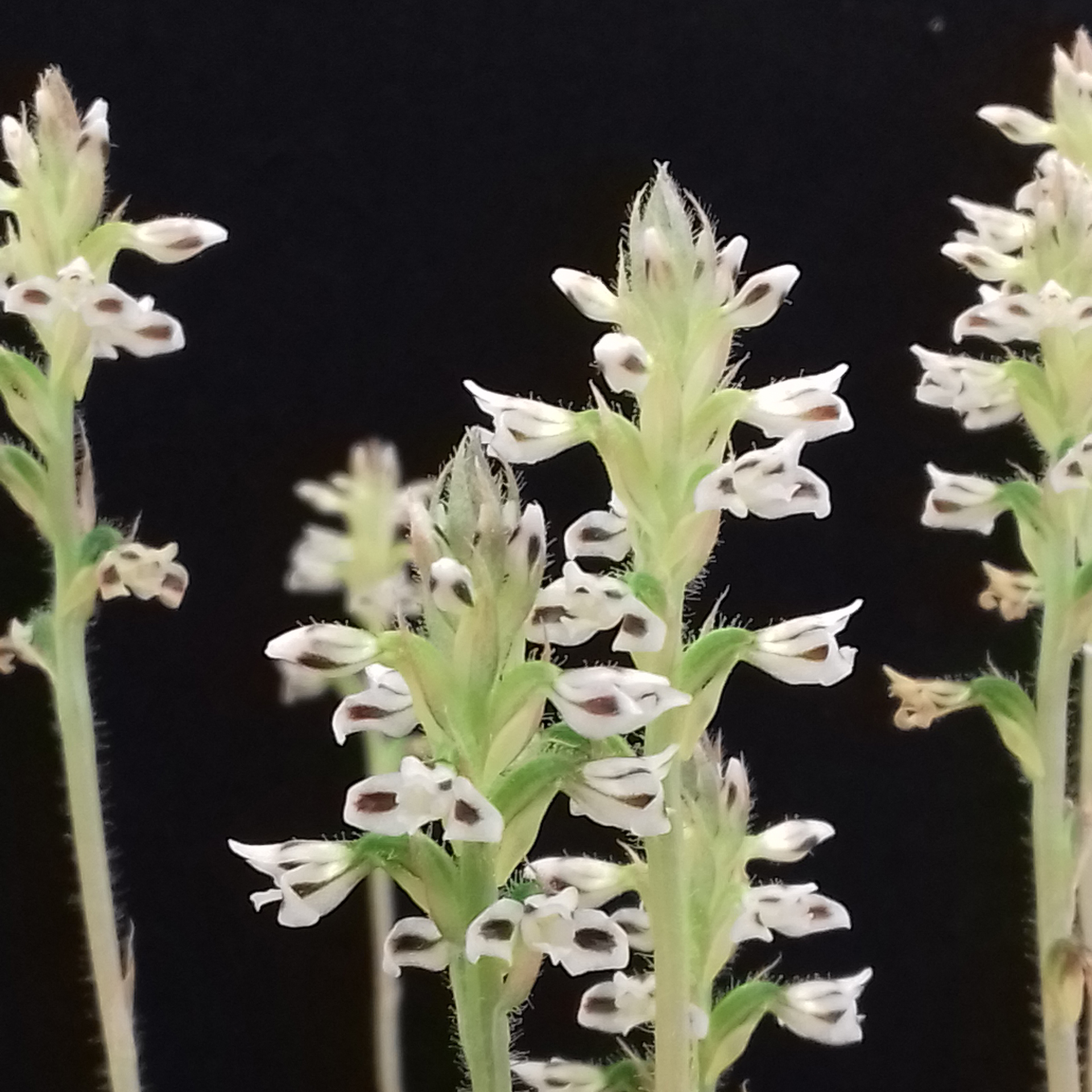 Aspidogyne argentea 'Brazilian Delight'