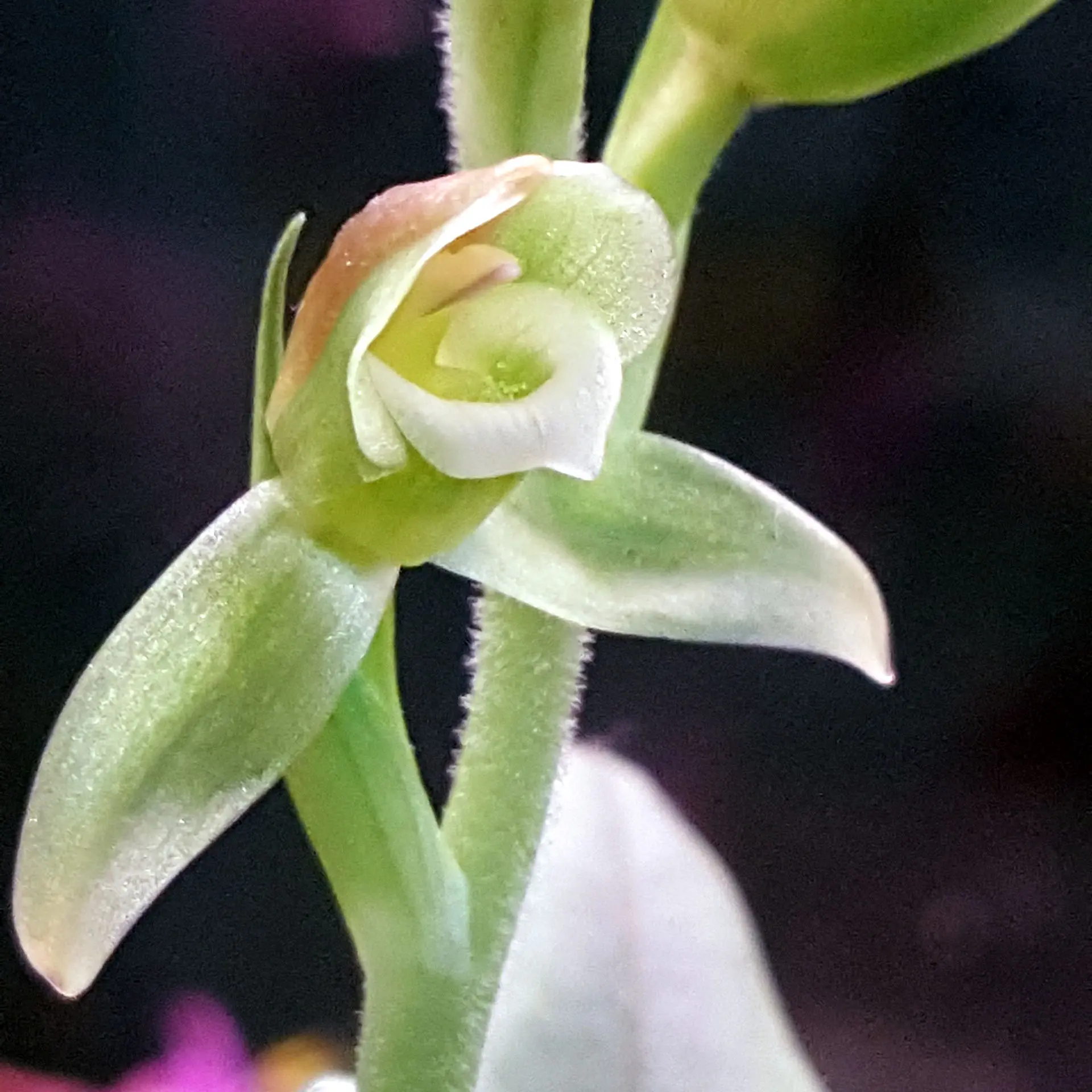 Goodyera viridiflora 'Surprise' rare variety!