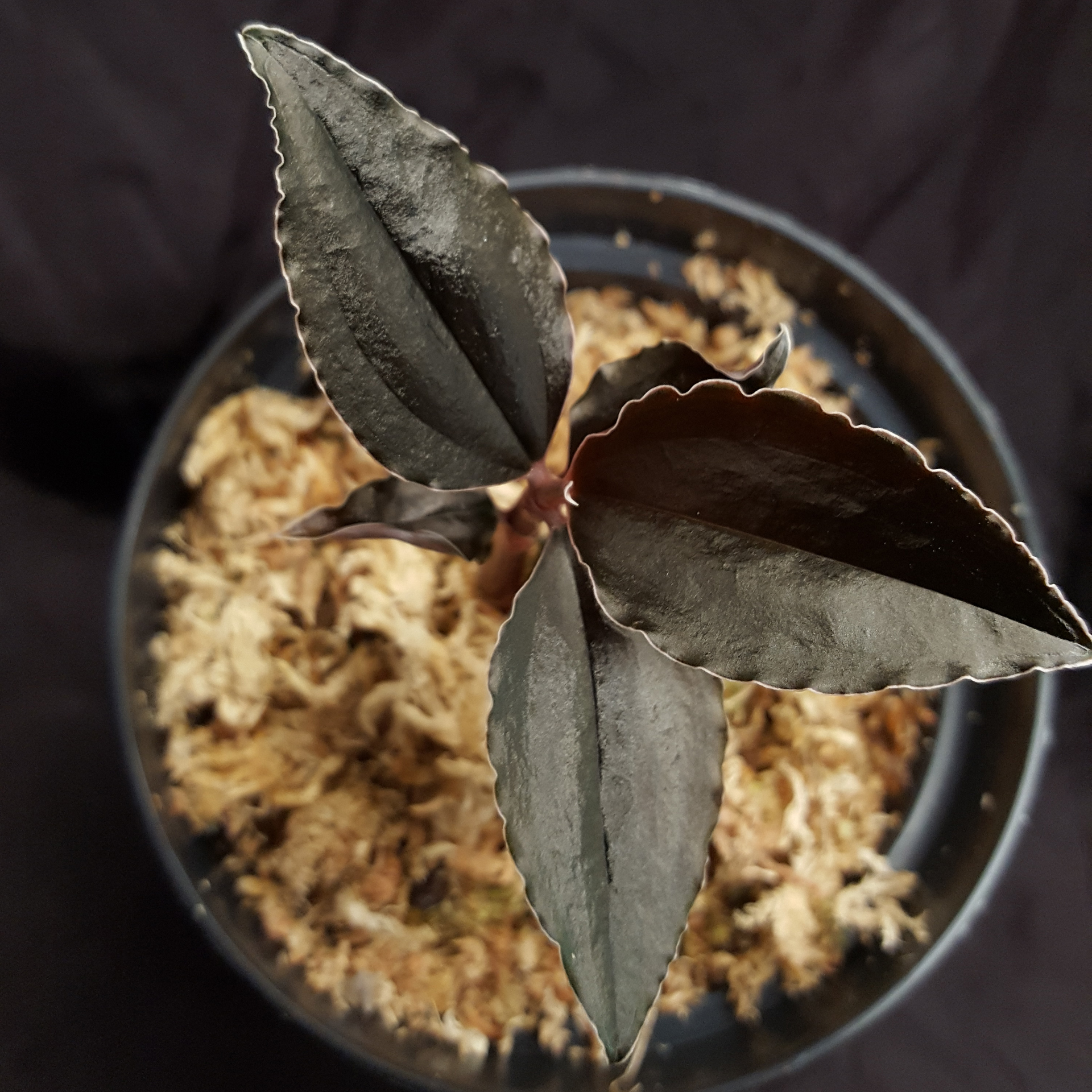 Odontochilus elwesii 'New Moon' sought-after variety!