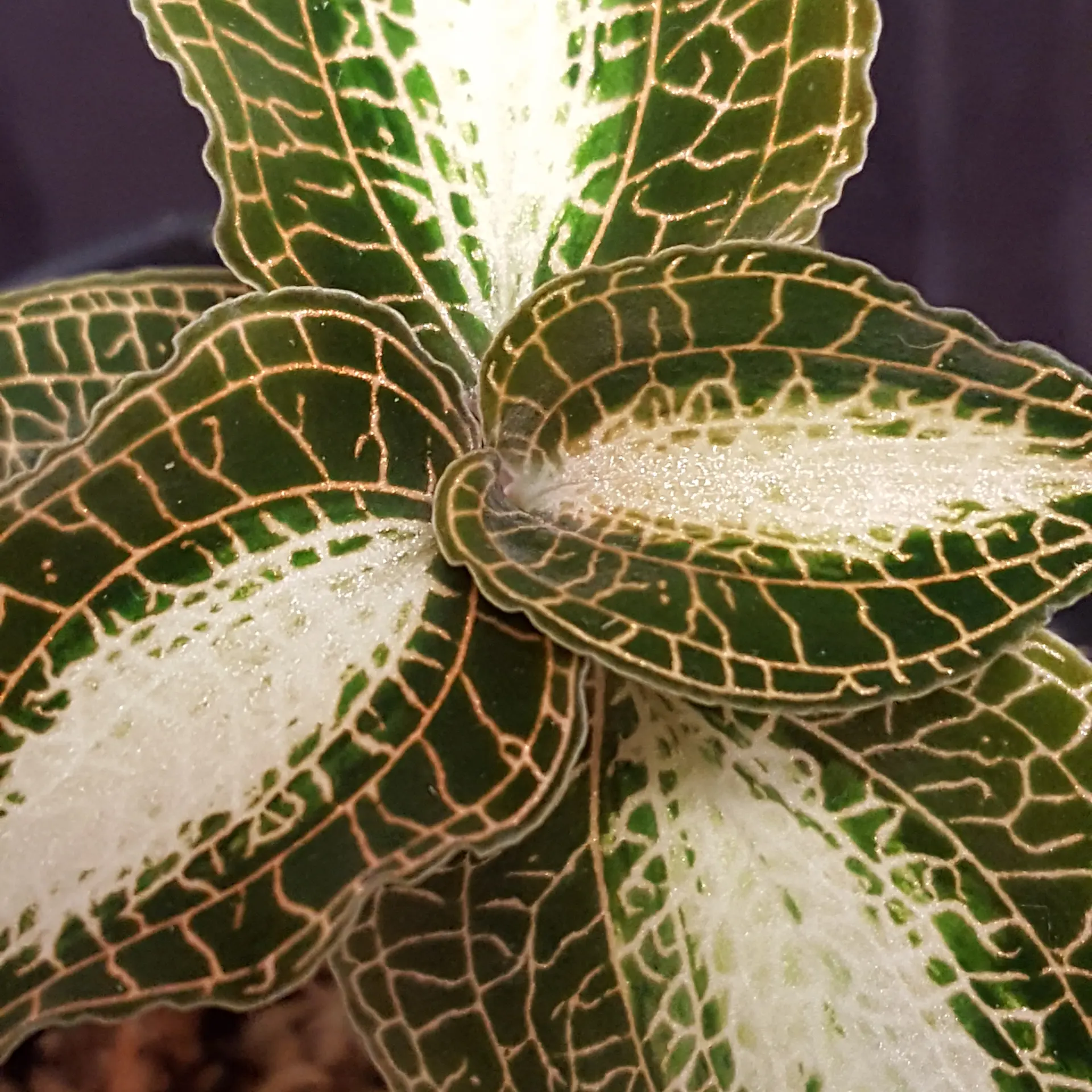  Anoectochilus roxburghii 'Dreamcatcher'