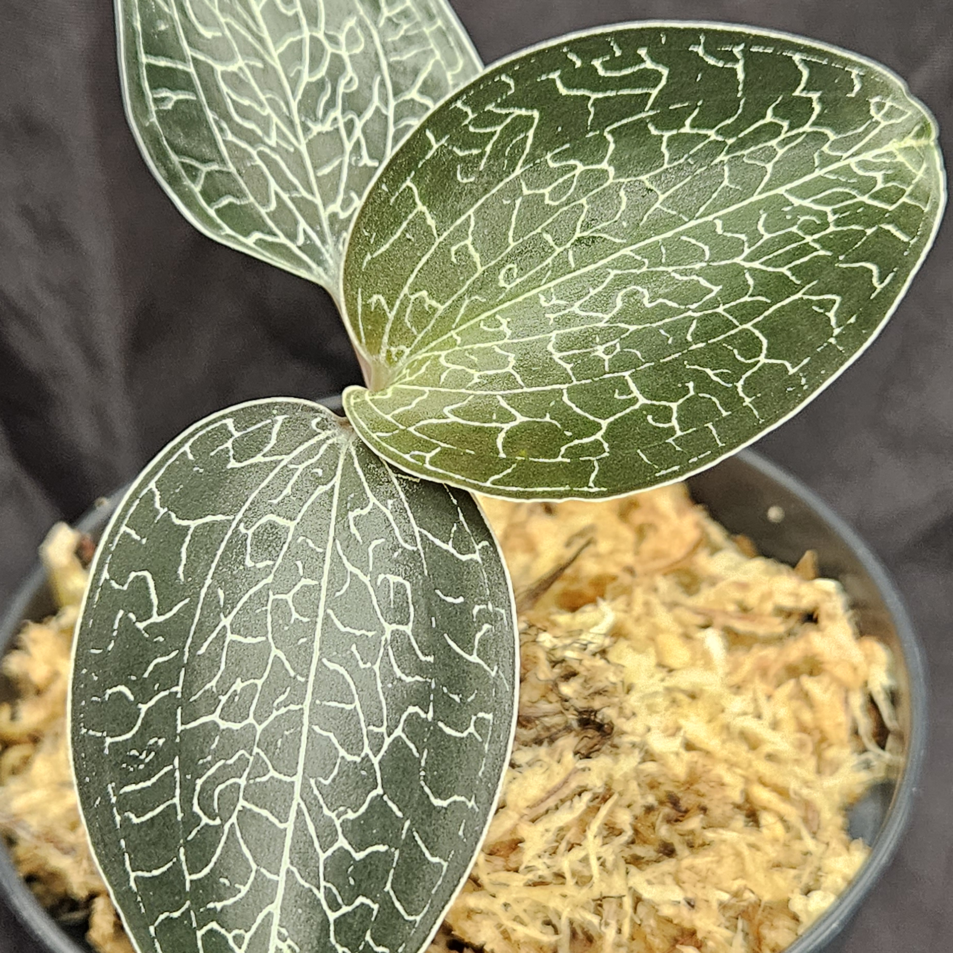 Anoectochilus sikkimensis 'Heart Leaf'