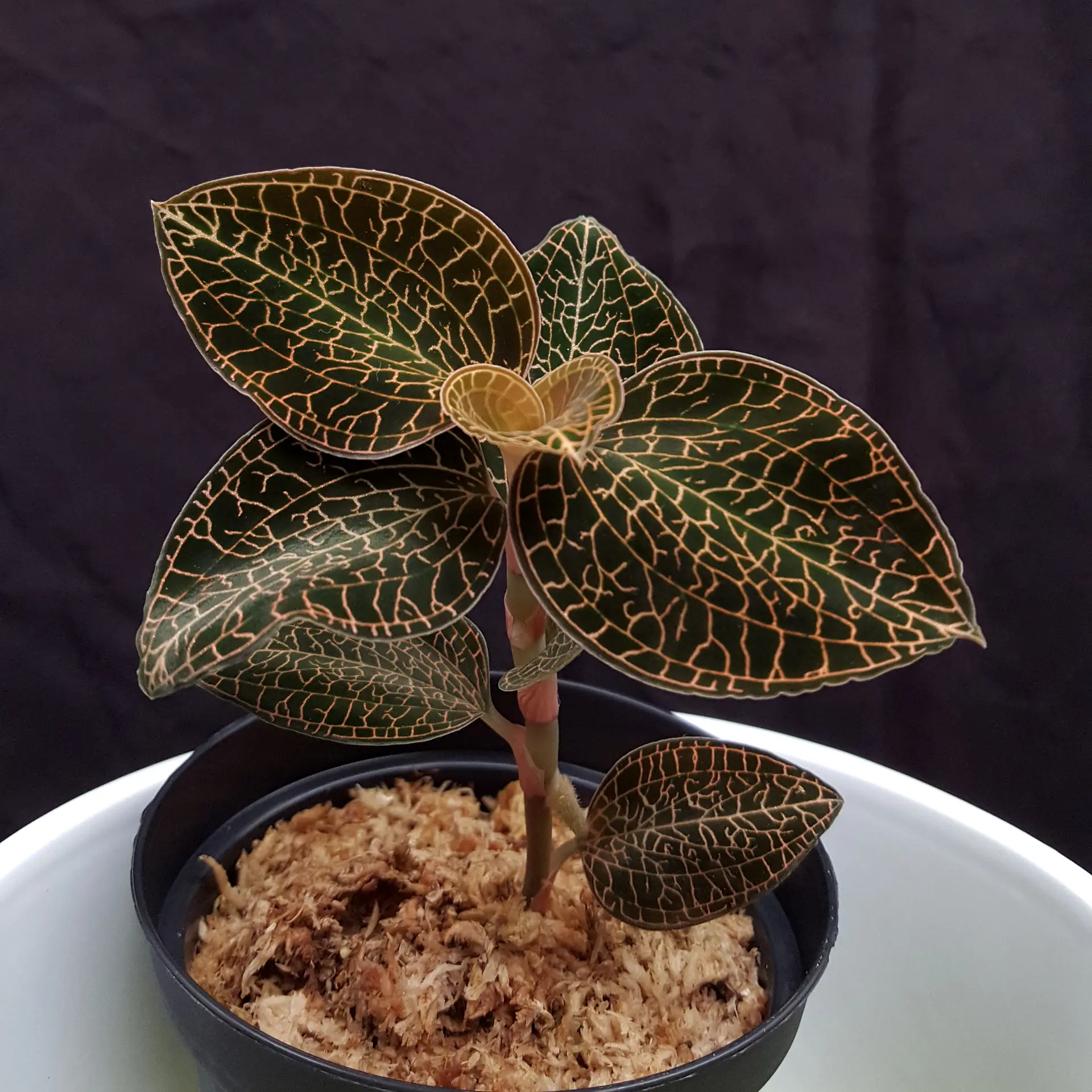 Anoectochilus roxburghii 'Salmon Dream'