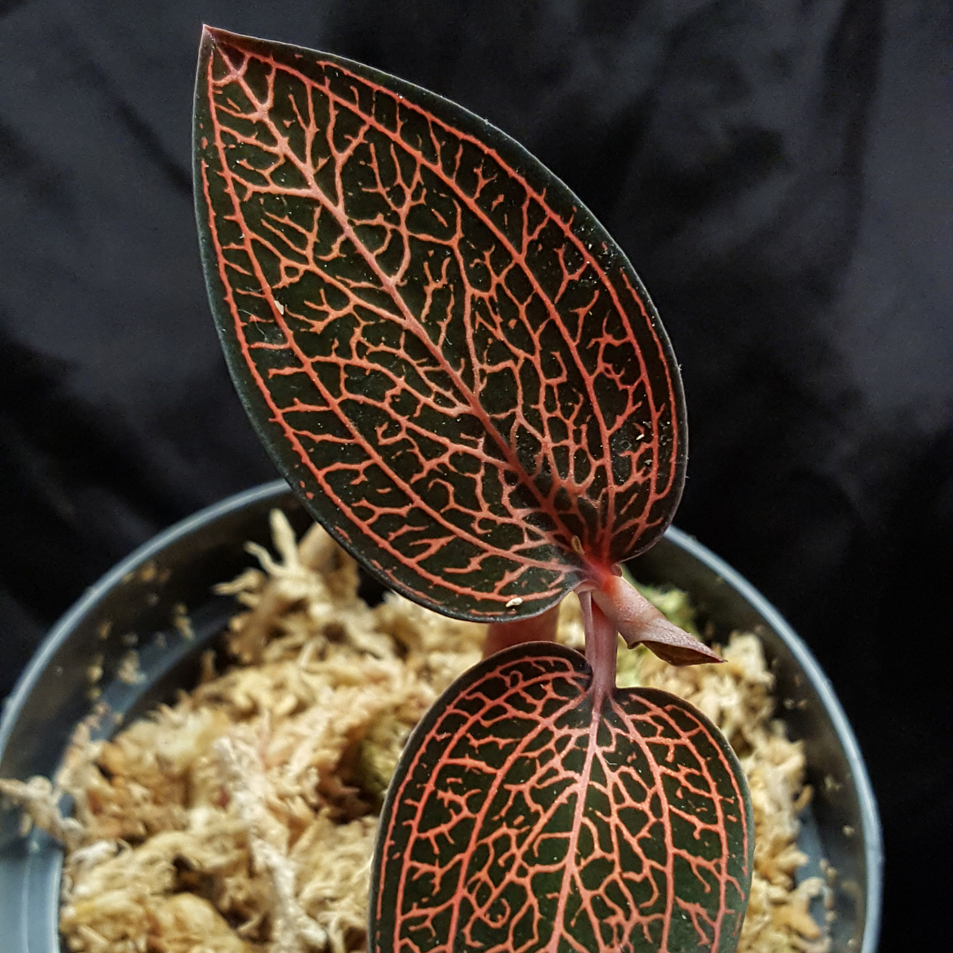 Ludisia discolor 'Copper Web' rare variety!