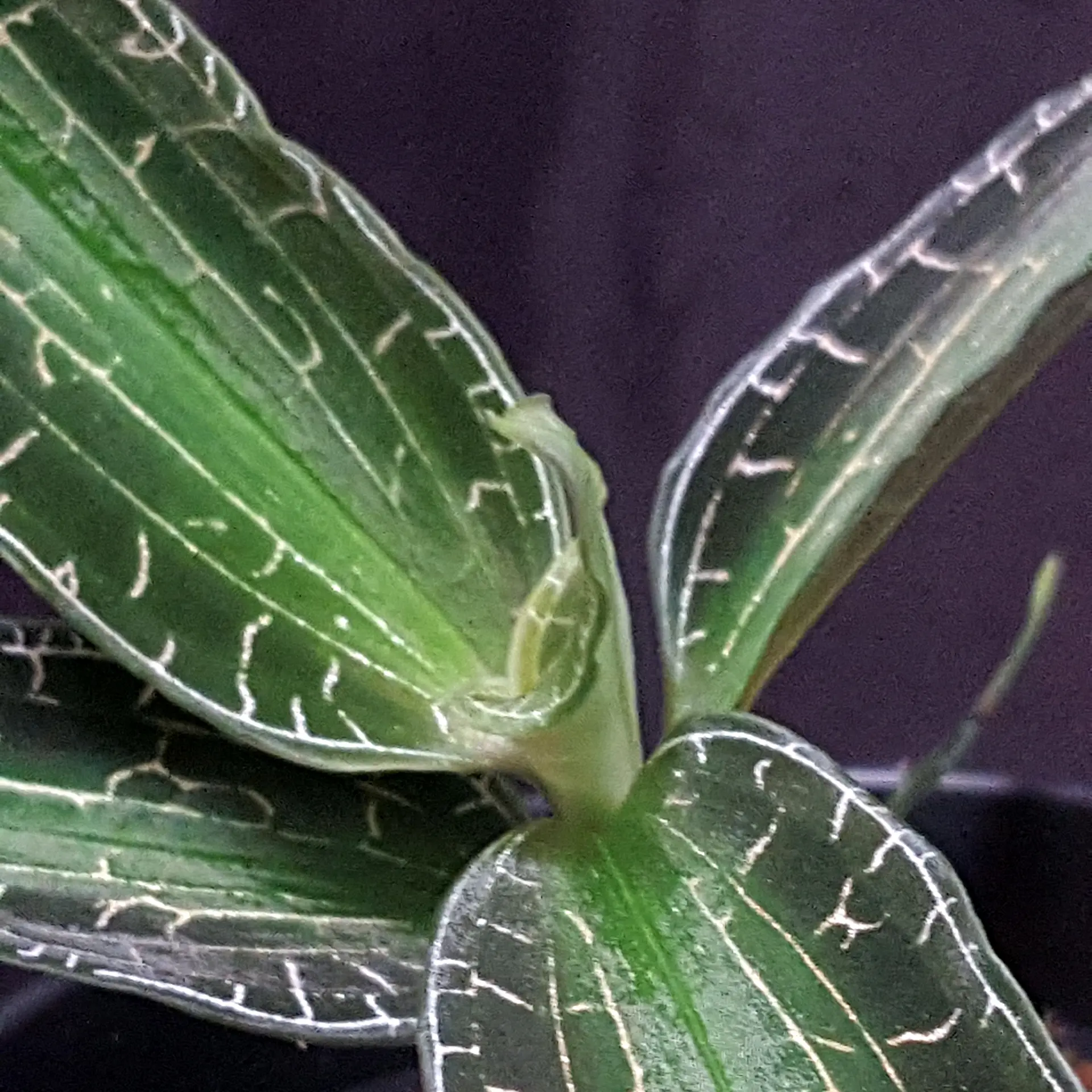 Goodyera malipoensis 'Yellow Sea' rare variety!