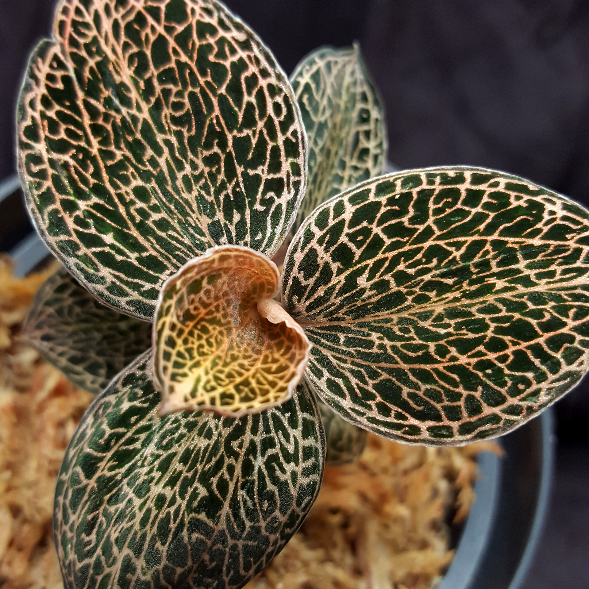 Anoectochilus roxburghii 'Bellissima' 