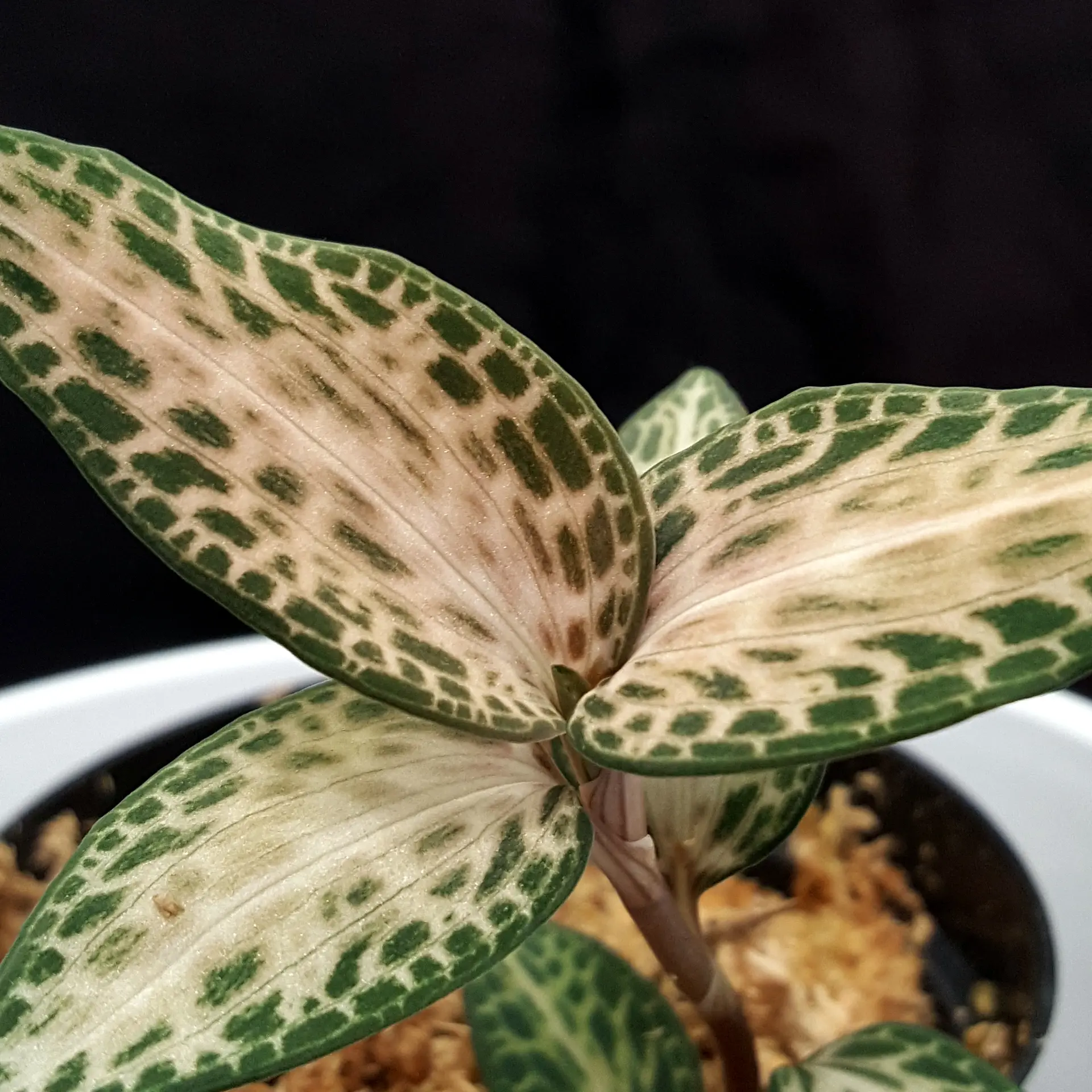 Goodyera schlechtendaliana 'Cherry Blossom' 